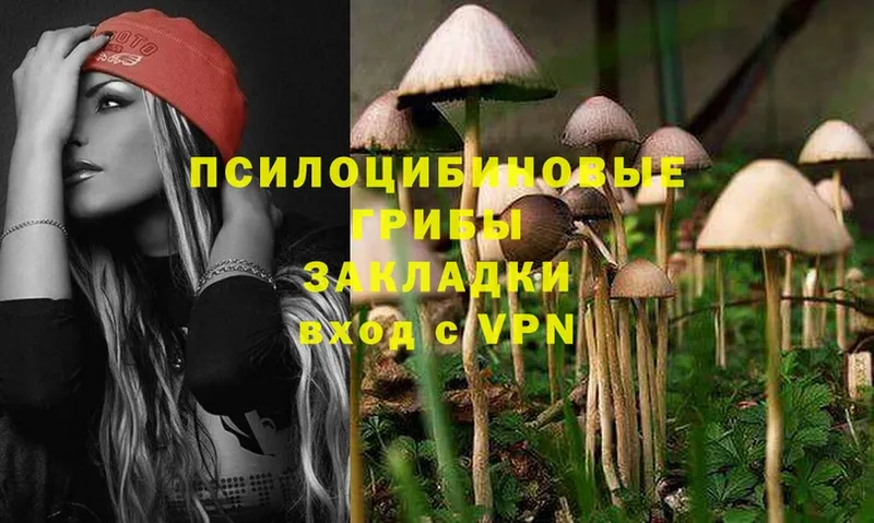 Псилоцибиновые грибы Psilocybine cubensis  цена   Кашин 